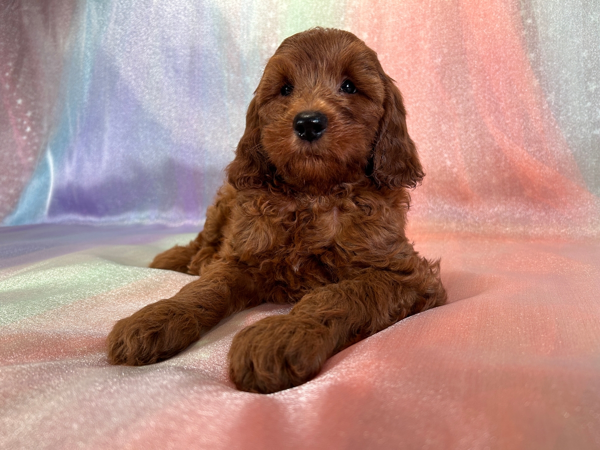 Male F1b Mini Bernedoodle Puppy for Sale DOB 7-27-2024